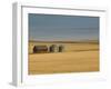 Grain Barn on Wheat Farm in Rosebud, Alberta, Canada-Walter Bibikow-Framed Premium Photographic Print