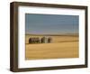 Grain Barn on Wheat Farm in Rosebud, Alberta, Canada-Walter Bibikow-Framed Photographic Print