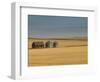 Grain Barn on Wheat Farm in Rosebud, Alberta, Canada-Walter Bibikow-Framed Photographic Print