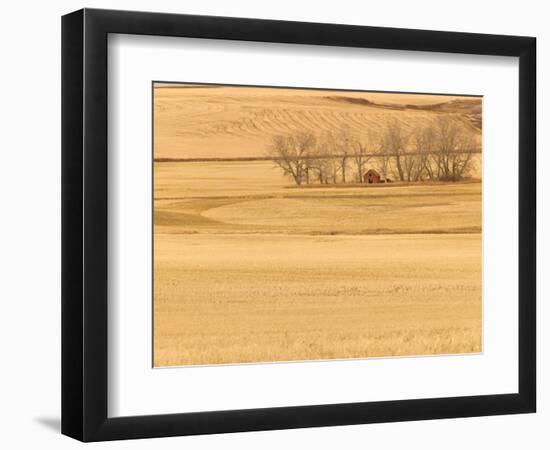 Grain Barn on Wheat Farm in Rosebud, Alberta, Canada-Walter Bibikow-Framed Photographic Print