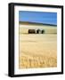 Grain Barn, Rosebud, Alberta, Canada-Walter Bibikow-Framed Photographic Print