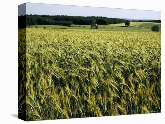 Grain Field, Agricultural Landscape, Near Retz, Lower Austria, Austria, Europe-Ken Gillham-Stretched Canvas