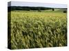 Grain Field, Agricultural Landscape, Near Retz, Lower Austria, Austria, Europe-Ken Gillham-Stretched Canvas