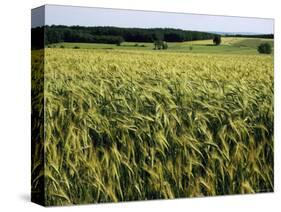 Grain Field, Agricultural Landscape, Near Retz, Lower Austria, Austria, Europe-Ken Gillham-Stretched Canvas