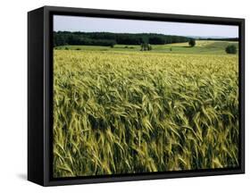 Grain Field, Agricultural Landscape, Near Retz, Lower Austria, Austria, Europe-Ken Gillham-Framed Stretched Canvas