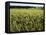 Grain Field, Agricultural Landscape, Near Retz, Lower Austria, Austria, Europe-Ken Gillham-Framed Stretched Canvas