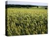 Grain Field, Agricultural Landscape, Near Retz, Lower Austria, Austria, Europe-Ken Gillham-Stretched Canvas