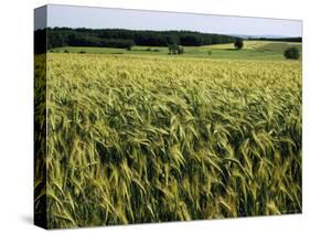 Grain Field, Agricultural Landscape, Near Retz, Lower Austria, Austria, Europe-Ken Gillham-Stretched Canvas
