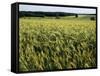 Grain Field, Agricultural Landscape, Near Retz, Lower Austria, Austria, Europe-Ken Gillham-Framed Stretched Canvas