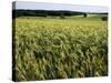 Grain Field, Agricultural Landscape, Near Retz, Lower Austria, Austria, Europe-Ken Gillham-Stretched Canvas