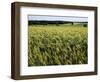 Grain Field, Agricultural Landscape, Near Retz, Lower Austria, Austria, Europe-Ken Gillham-Framed Photographic Print