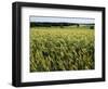 Grain Field, Agricultural Landscape, Near Retz, Lower Austria, Austria, Europe-Ken Gillham-Framed Photographic Print