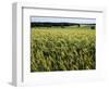 Grain Field, Agricultural Landscape, Near Retz, Lower Austria, Austria, Europe-Ken Gillham-Framed Photographic Print