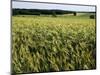 Grain Field, Agricultural Landscape, Near Retz, Lower Austria, Austria, Europe-Ken Gillham-Mounted Photographic Print