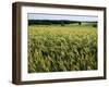 Grain Field, Agricultural Landscape, Near Retz, Lower Austria, Austria, Europe-Ken Gillham-Framed Photographic Print