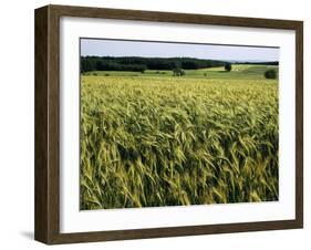 Grain Field, Agricultural Landscape, Near Retz, Lower Austria, Austria, Europe-Ken Gillham-Framed Photographic Print
