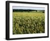 Grain Field, Agricultural Landscape, Near Retz, Lower Austria, Austria, Europe-Ken Gillham-Framed Photographic Print