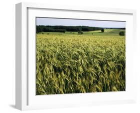 Grain Field, Agricultural Landscape, Near Retz, Lower Austria, Austria, Europe-Ken Gillham-Framed Photographic Print