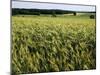 Grain Field, Agricultural Landscape, Near Retz, Lower Austria, Austria, Europe-Ken Gillham-Mounted Photographic Print