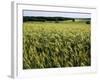 Grain Field, Agricultural Landscape, Near Retz, Lower Austria, Austria, Europe-Ken Gillham-Framed Photographic Print