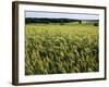 Grain Field, Agricultural Landscape, Near Retz, Lower Austria, Austria, Europe-Ken Gillham-Framed Photographic Print