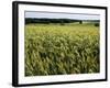 Grain Field, Agricultural Landscape, Near Retz, Lower Austria, Austria, Europe-Ken Gillham-Framed Photographic Print