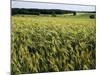 Grain Field, Agricultural Landscape, Near Retz, Lower Austria, Austria, Europe-Ken Gillham-Mounted Photographic Print