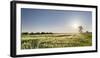 Grain Field In The Usedomer Schweiz, Island Of Usedom. Germany-Martin Zwick-Framed Photographic Print