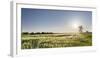 Grain Field In The Usedomer Schweiz, Island Of Usedom. Germany-Martin Zwick-Framed Photographic Print