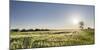 Grain Field In The Usedomer Schweiz, Island Of Usedom. Germany-Martin Zwick-Mounted Photographic Print