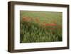 Grain Field with Poppy Seed, Papaver Rhoeas-Werner Layer-Framed Photographic Print