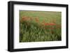 Grain Field with Poppy Seed, Papaver Rhoeas-Werner Layer-Framed Photographic Print