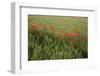 Grain Field with Poppy Seed, Papaver Rhoeas-Werner Layer-Framed Photographic Print