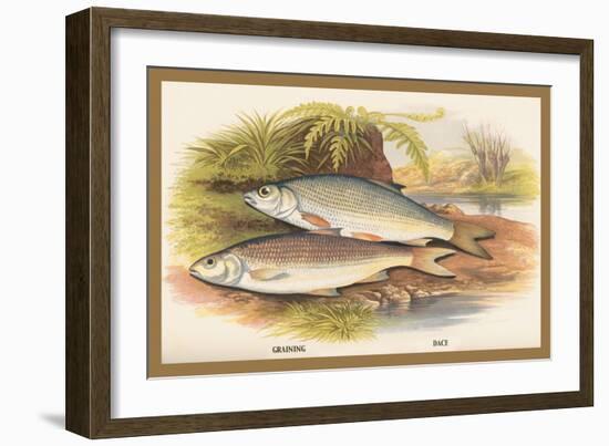 Graining and Dace-A.f. Lydon-Framed Art Print