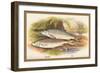 Graining and Dace-A.f. Lydon-Framed Art Print