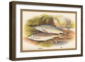 Graining and Dace-A.f. Lydon-Framed Art Print