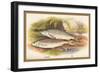 Graining and Dace-A.f. Lydon-Framed Art Print