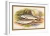 Graining and Dace-A.f. Lydon-Framed Art Print