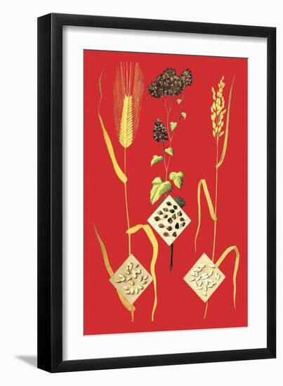 Grains: Barley, Buckwheat, and Rice-null-Framed Art Print