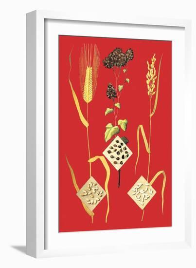 Grains: Barley, Buckwheat, and Rice-null-Framed Art Print