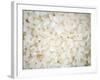 Grains Close up-Nicole Katano-Framed Photo