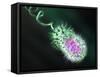 Gram-negative Bacterium, Artwork-Equinox Graphics-Framed Stretched Canvas