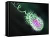 Gram-negative Bacterium, Artwork-Equinox Graphics-Framed Stretched Canvas