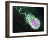 Gram-negative Bacterium, Artwork-Equinox Graphics-Framed Photographic Print