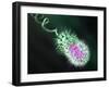 Gram-negative Bacterium, Artwork-Equinox Graphics-Framed Photographic Print