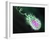 Gram-negative Bacterium, Artwork-Equinox Graphics-Framed Photographic Print