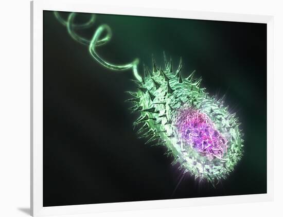 Gram-negative Bacterium, Artwork-Equinox Graphics-Framed Photographic Print