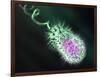 Gram-negative Bacterium, Artwork-Equinox Graphics-Framed Photographic Print