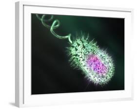 Gram-negative Bacterium, Artwork-Equinox Graphics-Framed Photographic Print