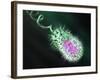 Gram-negative Bacterium, Artwork-Equinox Graphics-Framed Photographic Print